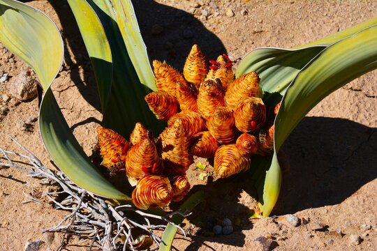 Welwitschia mirabilis (referred to as "living fossil", named after Austrian botanist Friedrich Welwitsch) - dioecious plant endemic to the Namib desert (west of Khorixas near the C39 road, Namibia)