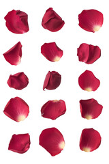 Fototapeta premium Set of red rose flowers petals isolated on transparent background