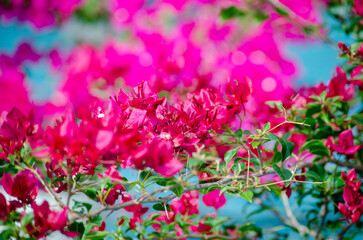 The Everlasting Splendor of Red Bougainvillea in Full Bloom and Glory.