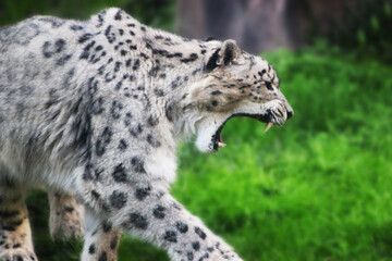 leopardo de la nieves © Logan