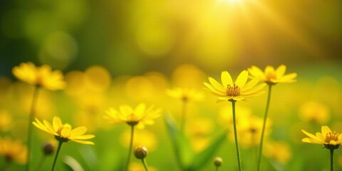Obraz premium Golden Meadow Blooms at Sunset A Field of Vibrant Yellow Flowers Basking in the Warm Evening Light