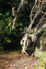 A serene forest stream flows gently over mossy rocks, bathed in dappled sunlight filtering through the lush canopy.
