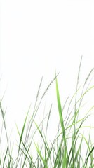 Naklejka premium A Lush Meadow of Green Grass, Lush Nature