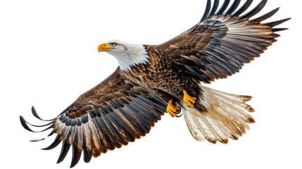 Obraz premium bald eagle in flight isolated on white background