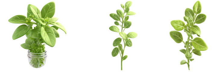 A fresh set of marjoram plants with a transparent or white background, showcasing its aromatic green leaves and subtle, delicate stems for a natural, herbal vibe.