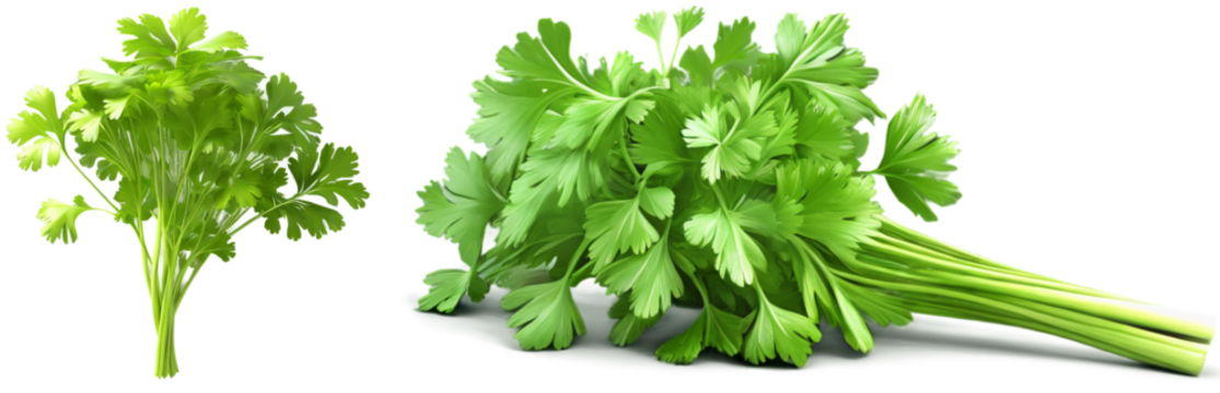 A set of Aralia leaves with a transparent or white background, showcasing their intricate shapes and natural elegance for a fresh, botanical aesthetic.