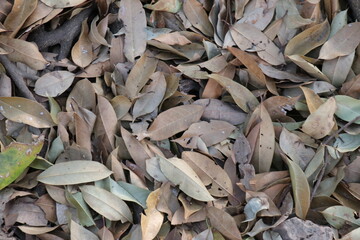 Dry leaves for background. Autumn.