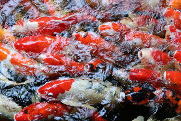 The koi in the large pond have beautiful colors.