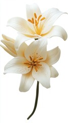 A Delicate Dance of Creamy White Lilies, Exquisitely Captured in a Stunning Floral Still Life, showcasing the Exquisite Beauty of Nature's Masterpiece.