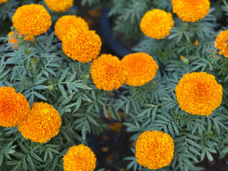 Bright orange marigold flowers in full bloom, standing out vividly against a backdrop of lush green foliage.