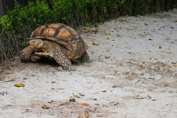 Big Turtles at the Zoo