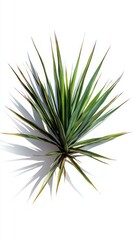 Fototapeta premium Stunning Green Plant with Detailed Foliage, Capturing Nature's Beauty in a Minimalist Style