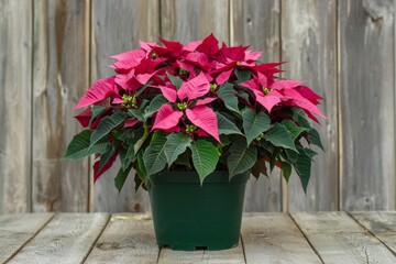 Naklejka premium poinsettia plant in a dark green flowerpot against a wooden background