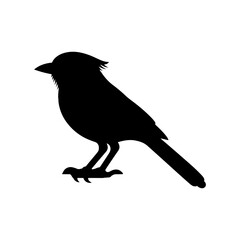 Jay bird silhouette vector illustration design on white background.