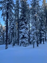 fresh snow covered trees in the forest