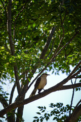 Bird on a tree