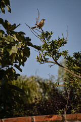 bird on a branch