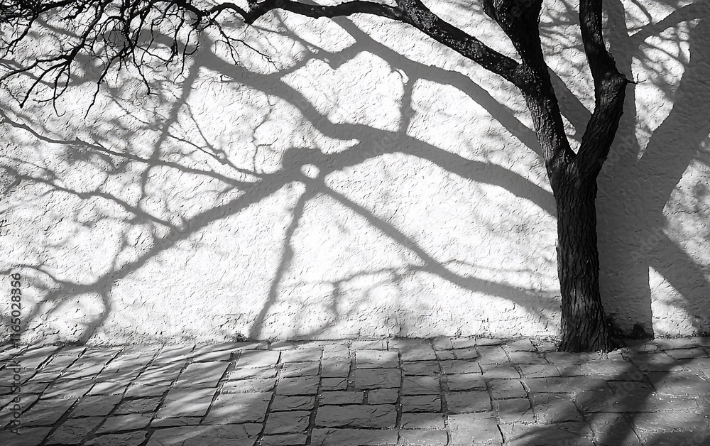 Wall mural Tree shadow cast on a textured wall.