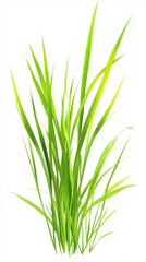 Fototapeta premium A Lush Display of Fresh Green Grass, Perfect for Spring and Summer. Captivating Details of Dew-Kissed Foliage. A Breathtaking Nature Scene. 