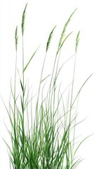 Naklejka premium Closeup of Lush Green Grass Blades, A Breathtaking Natural Scene