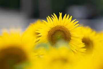 満開のひまわり畑