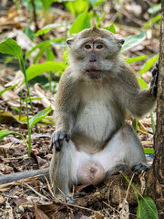 Bogor - Indonesia, 31 December, 2024; long tailed macaques were sitting observing the surroundings near an old banyan tree