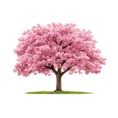 Obraz premium Beautiful Blooming Pink Cherry Blossom Tree