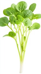 Fresh Green Vegetable Leaves - Perfect for a Healthy Diet