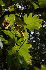 Sun shining on green oak leaves on a tree along a walking trail around Devil's Tower on the last day of summer.