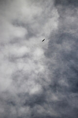 Bird flying in a cloudy sky on a summer day at Devil's Tower in Wyoming.