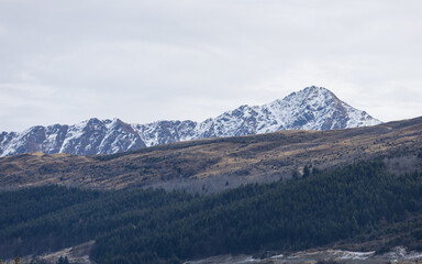 Obraz premium Pine forest and snowy mountains, Queenstown, New Zealand.