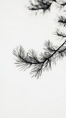 Naklejka premium Elegant Pine Branch Silhouette - A Striking Black and White Botanical Print