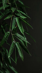 Obraz premium Green bamboo leaves on black background