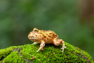 Pacman, funny frog in natural life