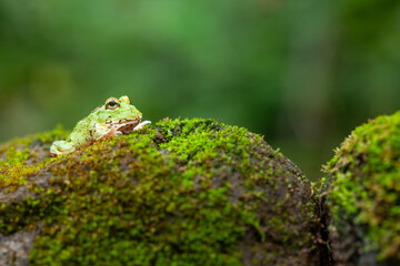 Pacman, funny frog in natural life