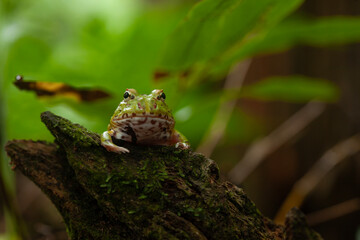 Pacman, funny frog in natural life