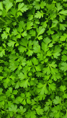 Set of parsley leaves, displaying their vibrant green, curly or flat varieties widely used as a garnish and flavoring herb, with white tones
