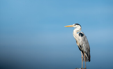Grey Heron (Ardea cinerea). This species is part of the Ardeidae family and belongs to the genus Ardea. Known for their long legs and necks, Grey Herons are commonly found in wetland areas 
