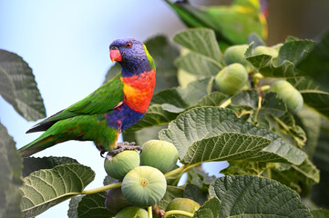 An Australian Lorikeet standing on top of a fig fruit tree