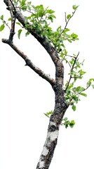 Fototapeta premium A Detailed View of a Majestic Tree Trunk and Branches, Perfect for Nature Lovers and Photography Enthusiasts
