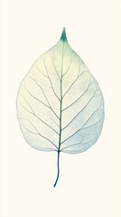 Delicate Leaf Veins: A Tranquil Botanical Print
