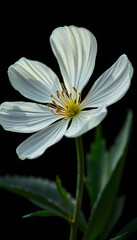 Fototapeta premium A blooming white flower with a dark background makes the flower stand out and reveals the beauty of nature, digital art