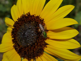 A male metallic green bee, agapostemon virescens, sucking nectar from a sunflower, Colorado