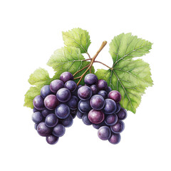 Fototapeta premium Fresh Grapes with Green Leaves on White Background