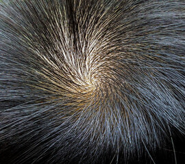 Close up Black hair and scalp of man
