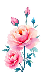 Obraz premium Watercolor hand-painted flowers rose peony flower beauty, silhouette, with white tones