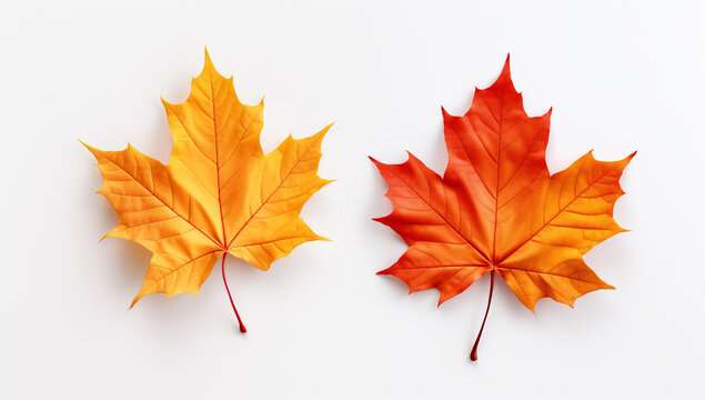Two autumn maple leaves isolated on a white background, top view