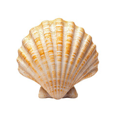 Scallop Shell with Striking Patterns and Colors