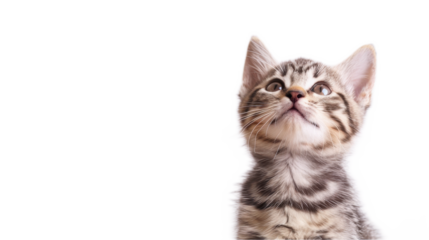 Cute American Shorthair Cat Sitting with an Adorable Expression Against a Black Background