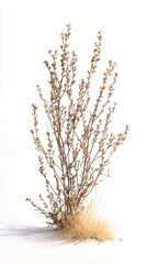 A Stunning Dry Plant in a Desert Landscape.  A captivating image of a dried plant, showcasing the beauty of nature's resilience.  A perfect piece for nature lovers and minimalist art enthusiasts.